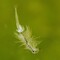 artemia-20100915_1249609230.jpg (image/jpeg, 140173 B)