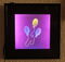 LED-pictures-pinkie_pie_cutie_mark___multi_colored_led_picture_by_steeph_k_da5v5ob.jpg (image/jpeg, 140696 B)