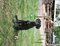 Puppies-IMG_0411b.JPG (image/jpeg, 573924 B)