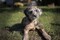 Puppies-IMG_3639.CR2_.b.jpg (image/jpeg, 609232 B)