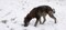 Puppies-IMG_9300.b.JPG (image/jpeg, 1037739 B)