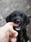Puppies-_MG_2614.JPG (image/jpeg, 624289 B)