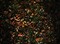 Random Nature Photos-IMG_2299_b_1000.JPG (image/jpeg, 316111 B)
