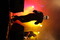 Rock im Wingert 2012 - Hämatom-IMG_7674.JPG (image/jpeg, 630609 B)