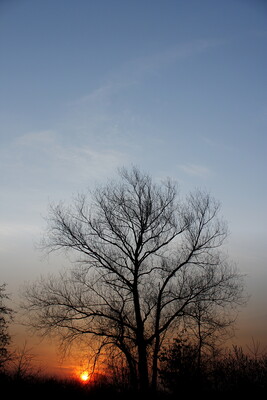ITAP of a tree-IMG_2046.b.jpg (image/jpeg, 2848666 B)