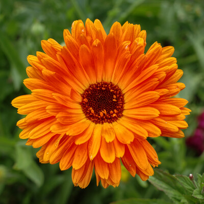 orangeflower.jpeg (image/jpeg, 1571701 B)