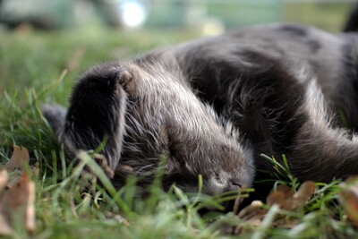 Puppies-IMG_3037.JPG (image/jpeg, 1567458 B)