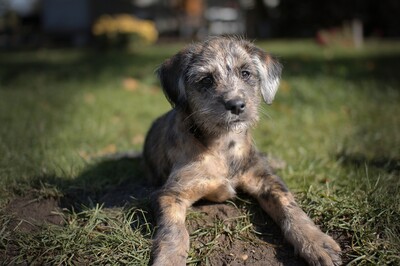 Puppies-IMG_3639.CR2_.b.jpg (image/jpeg, 609232 B)