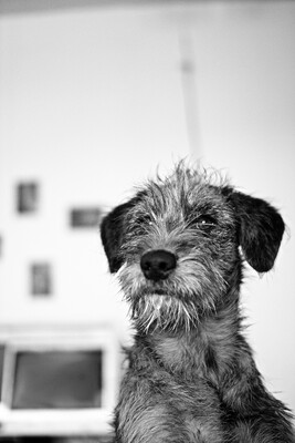 Puppies-IMG_9224.b.JPG (image/jpeg, 3104560 B)