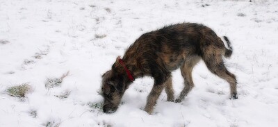 Puppies-IMG_9300.b.JPG (image/jpeg, 1037739 B)