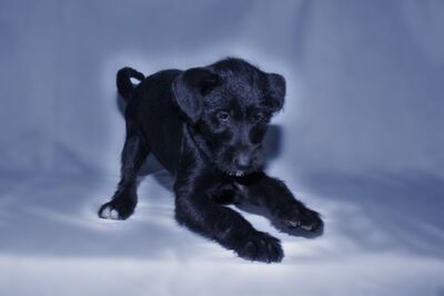 Puppies-Pueppi.1000.JPG (image/jpeg, 48642 B)