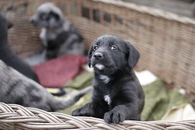 Puppies-_MG_2596.JPG (image/jpeg, 1016866 B)