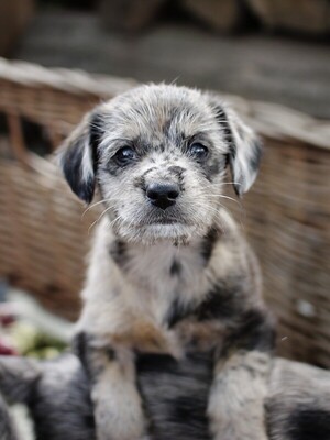 Puppies-_MG_2613.JPG (image/jpeg, 94281 B)