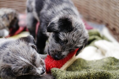 Puppies-_MG_2654.JPG (image/jpeg, 1614644 B)